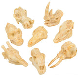 One Dozen 2" Animal Fossil Pencil Toppers (12)